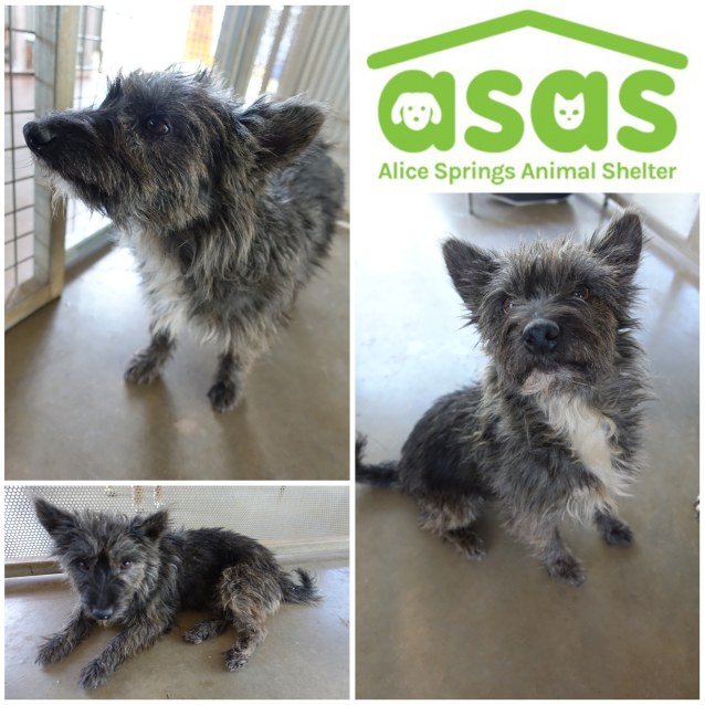 Toto DG19483 Small Female Terrier x Cairn Terrier Mix