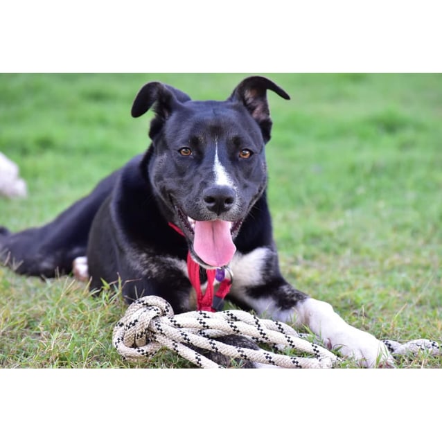 Kel Medium Female Kelpie x Bull Arab Mix Dog in