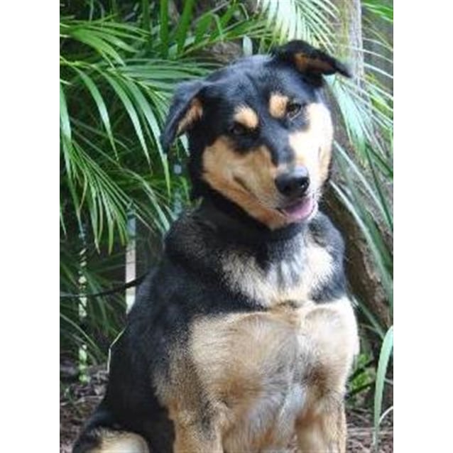 malamute x kelpie