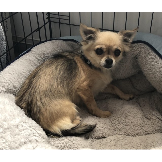 Honey Small Female Long Hair Chihuahua Dog In Wa Petrescue