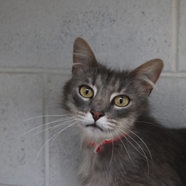 Tutsi 930187 Female Domestic Medium Hair Cat In Vic Petrescue