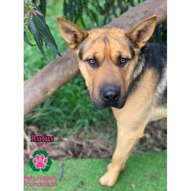 shar pei x german shepherd