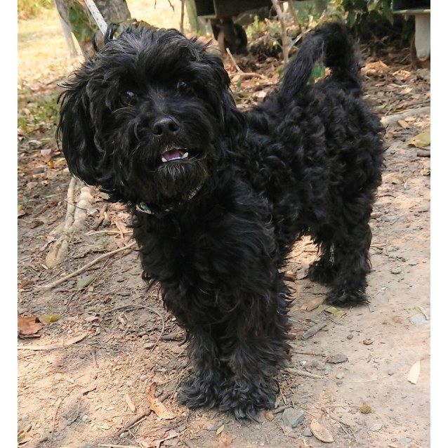 shih tzu x miniature poodle