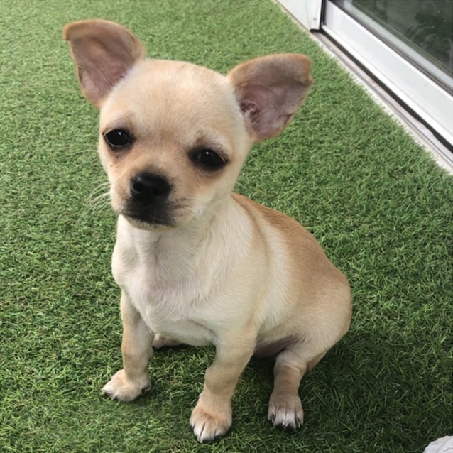 Cupcake Chihuahua Puppy Deposit Taken 25 11 19 Small Female Chihuahua Dog In Nsw Petrescue