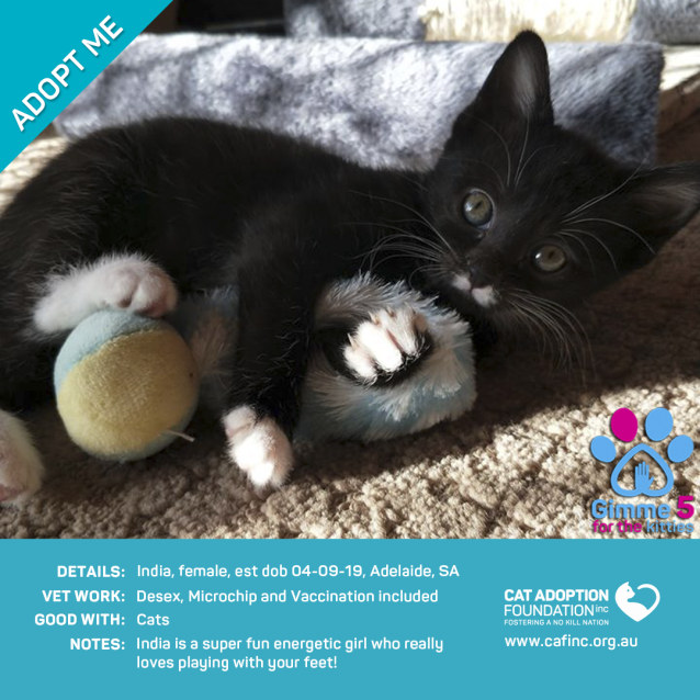 India Female Domestic Short Hair Cat In Sa Petrescue