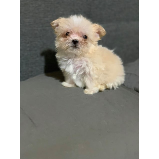 maltese x shih tzu