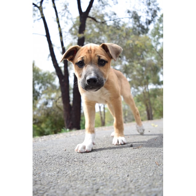 Dove Large Female Red Heeler X Husky X American Bulldog X Rottweiler Mix Dog In Vic Petrescue