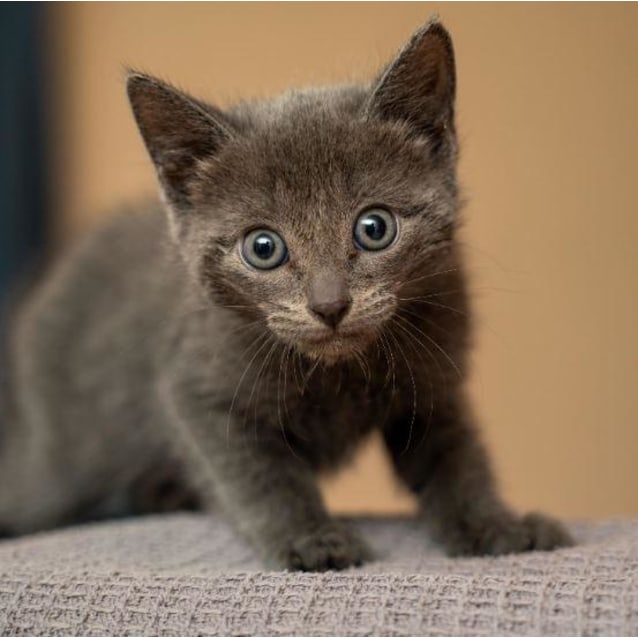 Bobcat - Male Domestic Short Hair Cat in WA - PetRescue