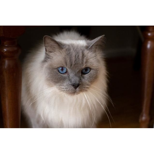 Shilo Male Ragdoll Cat In Vic Petrescue