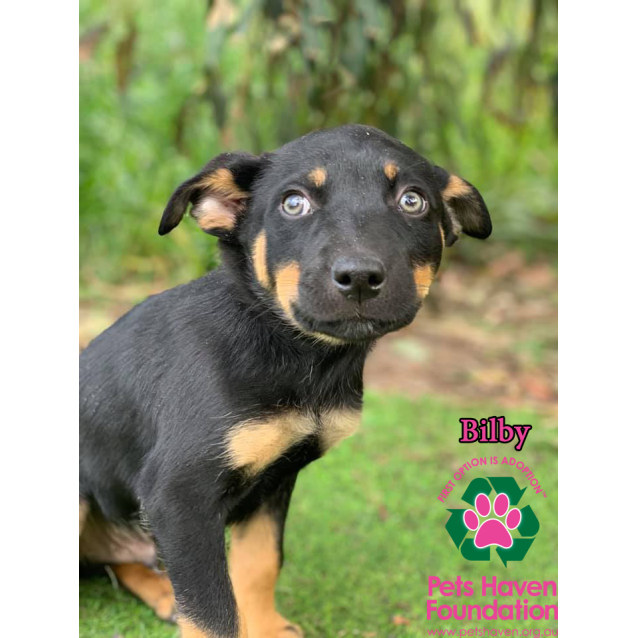 Bilby Medium Male Kelpie Mix Dog In Vic Petrescue