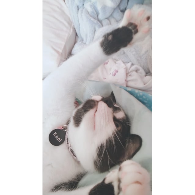 petrescue