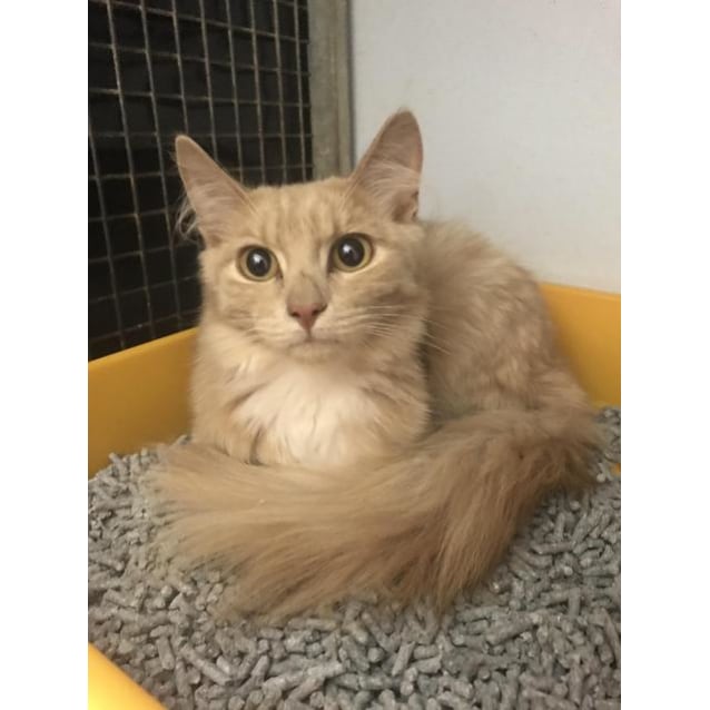 Punk Male Domestic Medium Hair Cat In Wa Petrescue