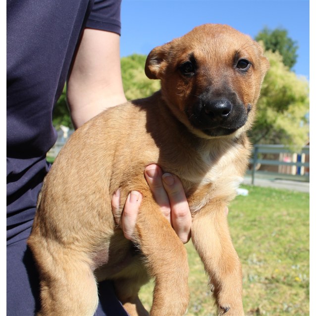 red heeler kelpie mix