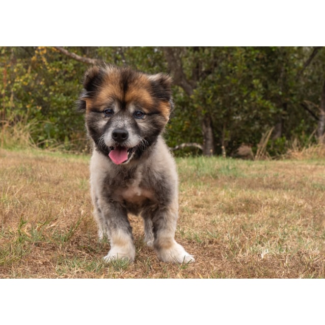 Poncho Small Male Keeshond Dog In Nsw Petrescue