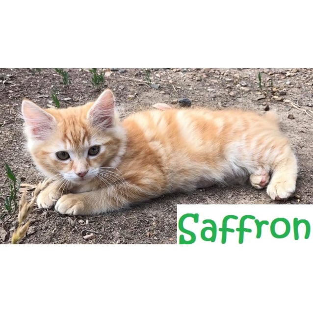 Saffron Female Domestic Medium Hair Cat In Vic Petrescue