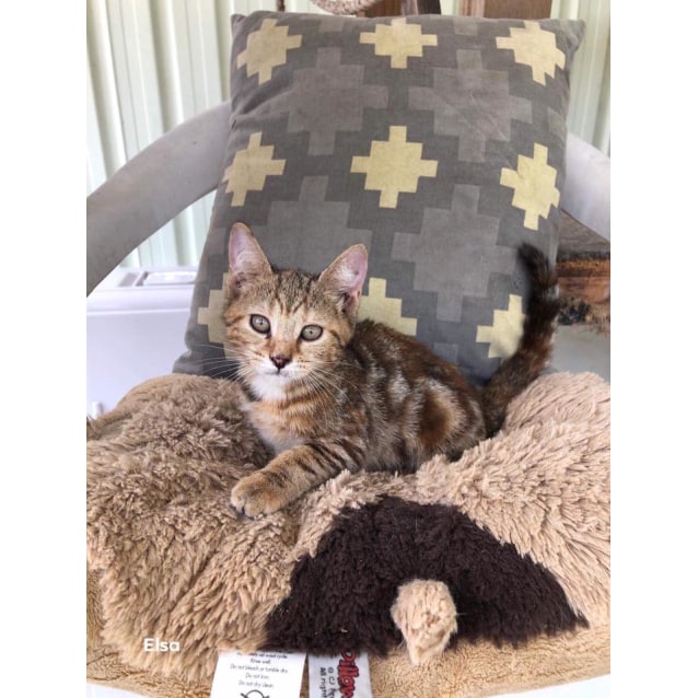 Elsa Female Domestic Short Hair Cat In Qld Petrescue