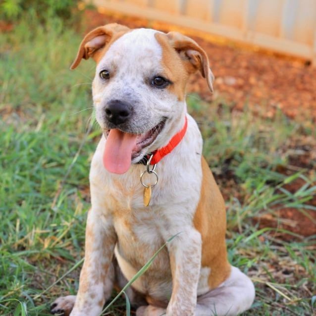 Lexi Medium Female Rottweiler x Staffordshire Bull Terrier Mix Dog in WA PetRescue