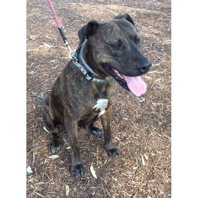 Poppy Large Female Doberman x American Staffordshire Bull Terrier Mix