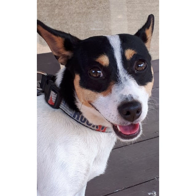 Murphy Small Male Jack Russell Terrier x Mini Foxie Mix Dog in NSW PetRescue