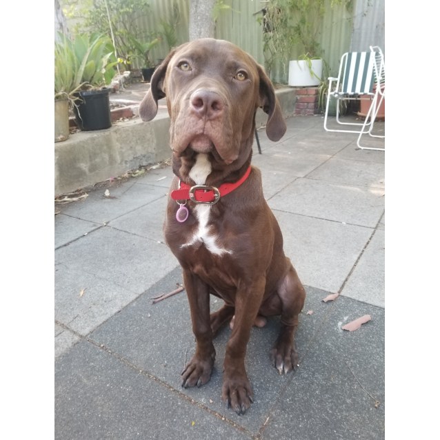 Omar Large Male Labrador x Neapolitan Mastiff Mix Dog in WA PetRescue