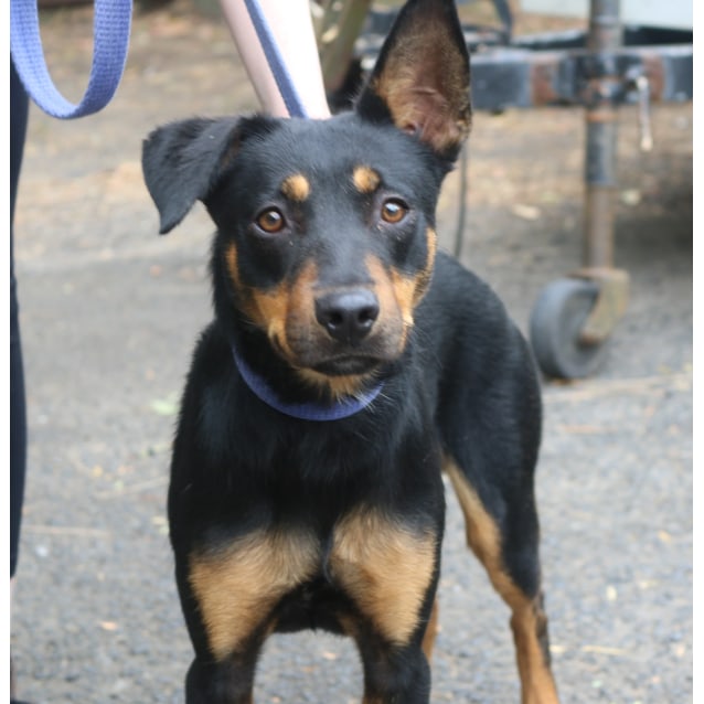 Small Fry Medium Male Kelpie Mix Dog In Nsw Petrescue