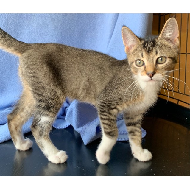 Tabby Tiger Kittens Female Domestic Short Hair Cat in NSW PetRescue
