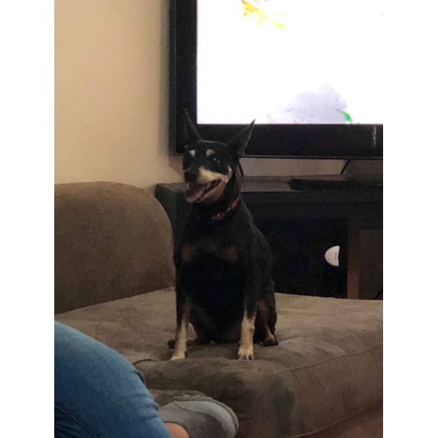 Biscuit - Small Female Mini Pinscher Dog in QLD - PetRescue