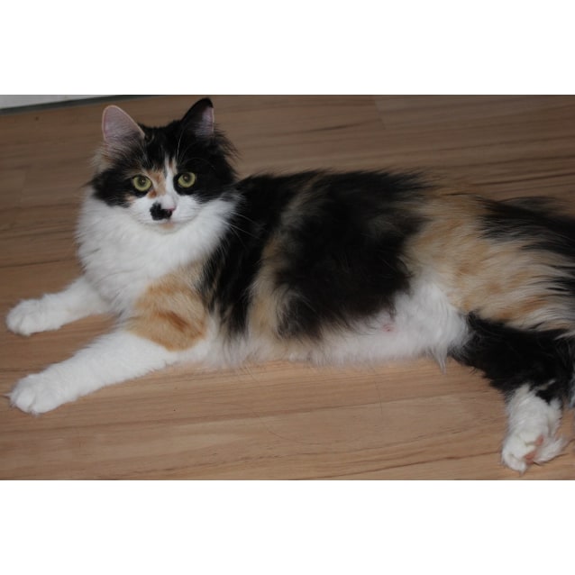 Jaina Female Siberian Cat In Nsw Petrescue