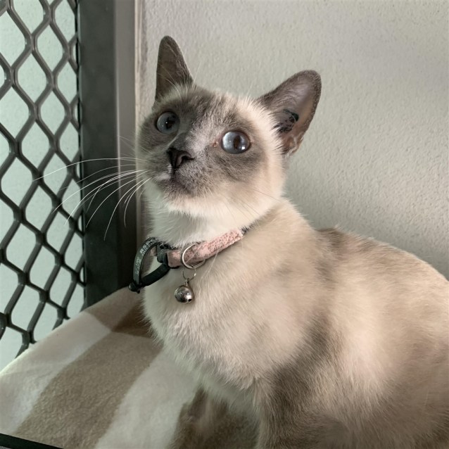 Ariel Female Domestic Short Hair X Himalayan Mix Cat In Qld