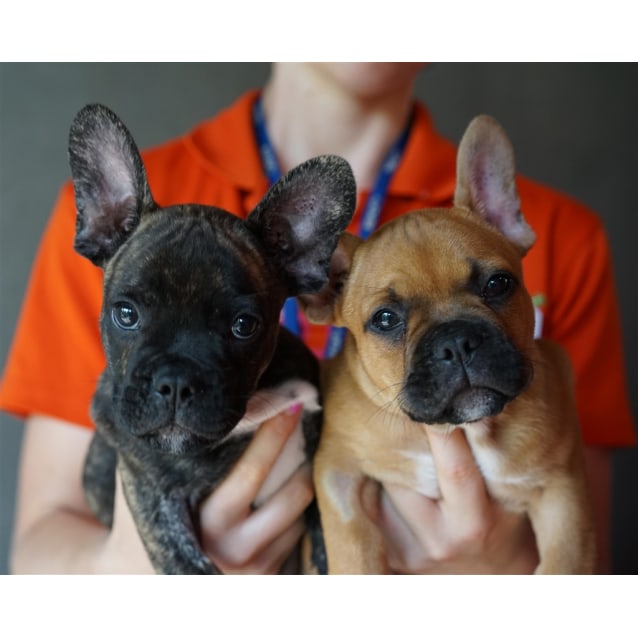 french bulldog x terrier