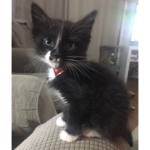 Billi Male Domestic Short Hair Cat In Nsw Petrescue