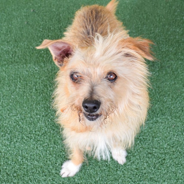 Soxie Small Male Cairn Terrier Mix Dog In Nsw Petrescue