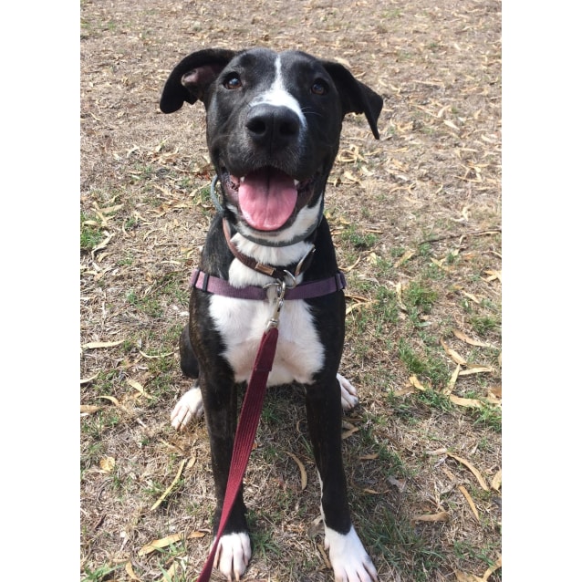 Large Female Border Collie x Bull Arab 