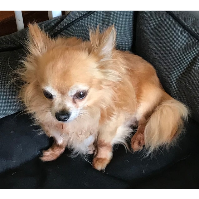 Petrie Small Male Chihuahua Dog In Vic Petrescue