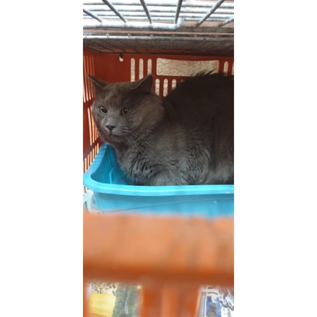 Cute Cat Names That Start With Mr لم يسبق له مثيل الصور Tier3 Xyz