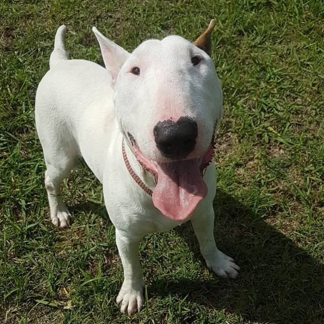 Bronson NSW Bull Terrier Rescue Medium Male Bull Terrier Dog in NSW PetRescue