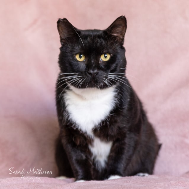 Slim Shady Male Domestic Short Hair Cat in WA PetRescue