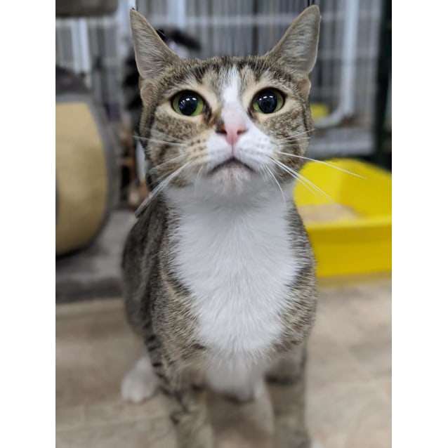 Dimples Female Domestic Short Hair Cat in VIC PetRescue
