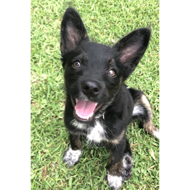 cattle dog cross poodle