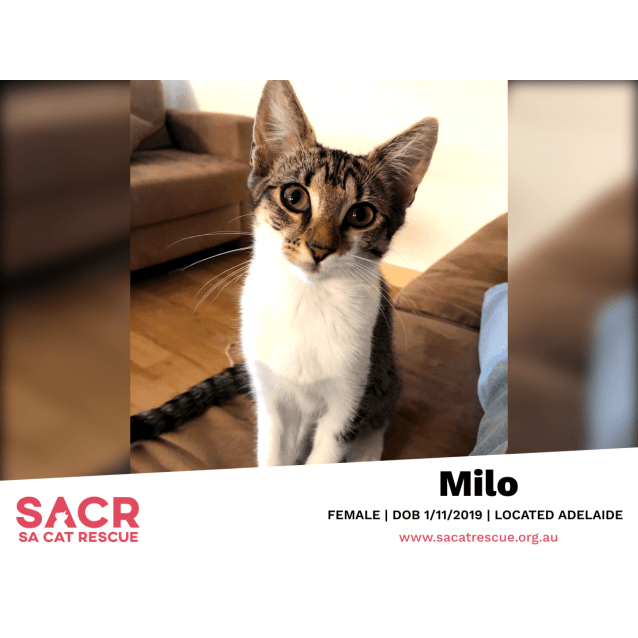 Names For Female Cats With Stripes لم يسبق له مثيل الصور Tier3 Xyz