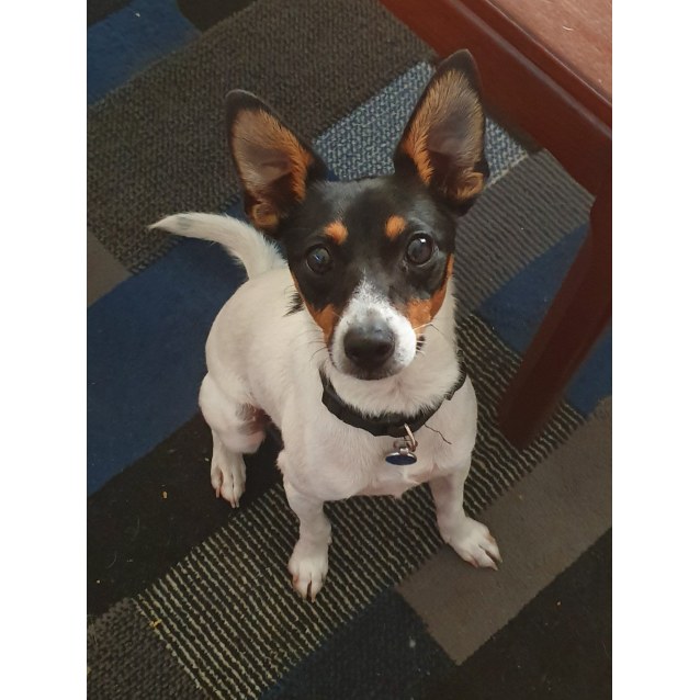 Rocky 14 Month Old Foxie On Trial 14 2 20 Small Male Fox Terrier Dog In Nsw Petrescue