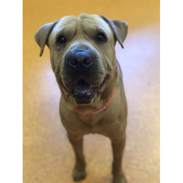 McGee Medium Male Shar Pei x Labrador Retriever Mix Dog in QLD PetRescue