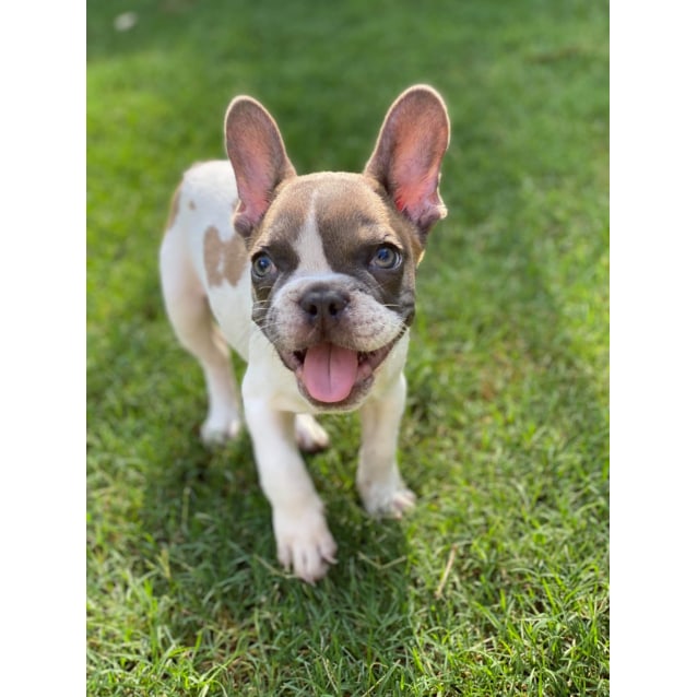 Ez Small Male French Bulldog Mix Dog In Qld Petrescue