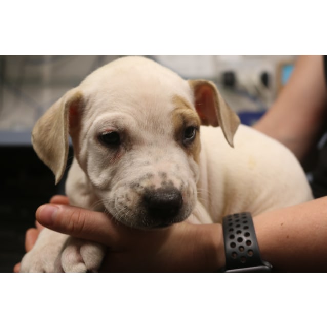 Elton Large Male Bull Arab Mix Dog In Nsw Petrescue