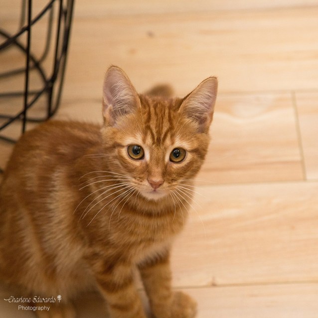 ginger kitten