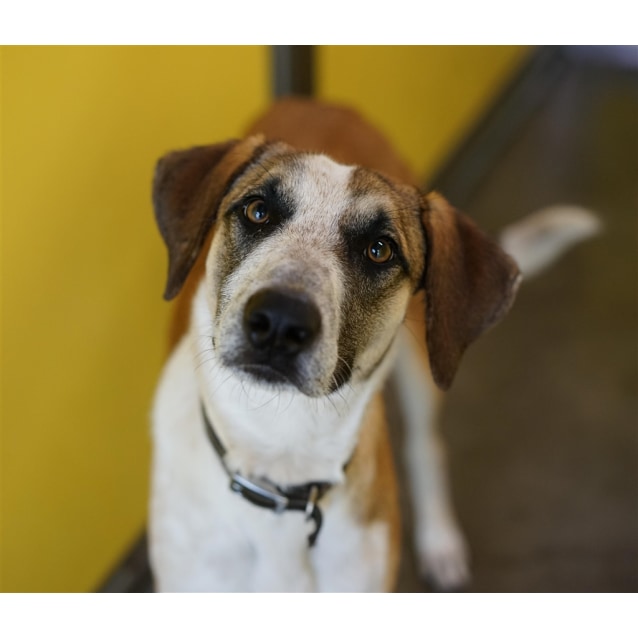 anatolian shepherd australian cattle dog mix