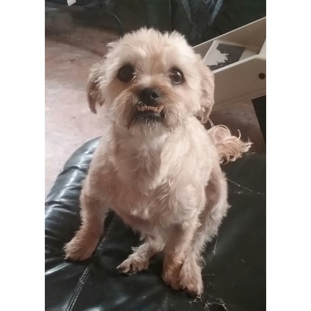 Pappy Small Male Cross Breed Dog In Act Petrescue