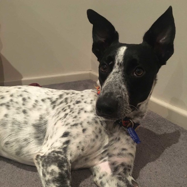 Patch ~ 6mo Cattledog x Whippet (On Trial 4/4/20) - Medium Male