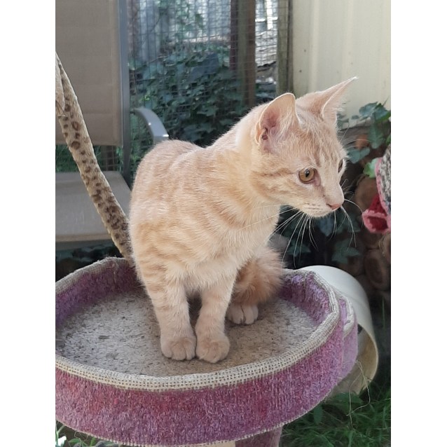 random kitty