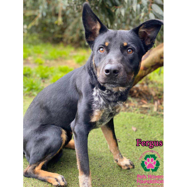 Fergus Medium Male Kelpie Mix Dog In Vic Petrescue